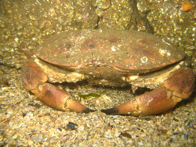 2009-05-23 St Abbs 089.jpg